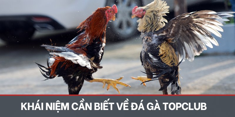 Khái niệm cần biết về thương hiệu đá gà TOPCLUB